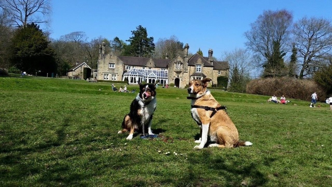 Dog walks in Wales Walkiees