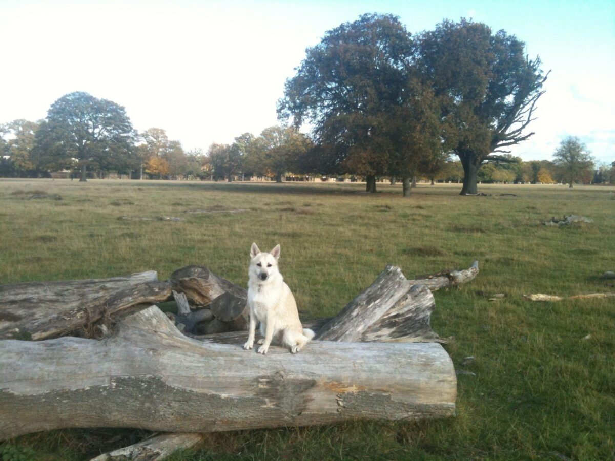 Bushy Park large photo 4