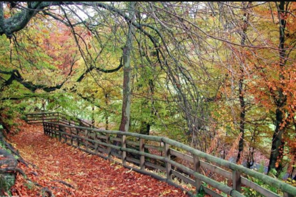 Calderglen Country Parkphoto