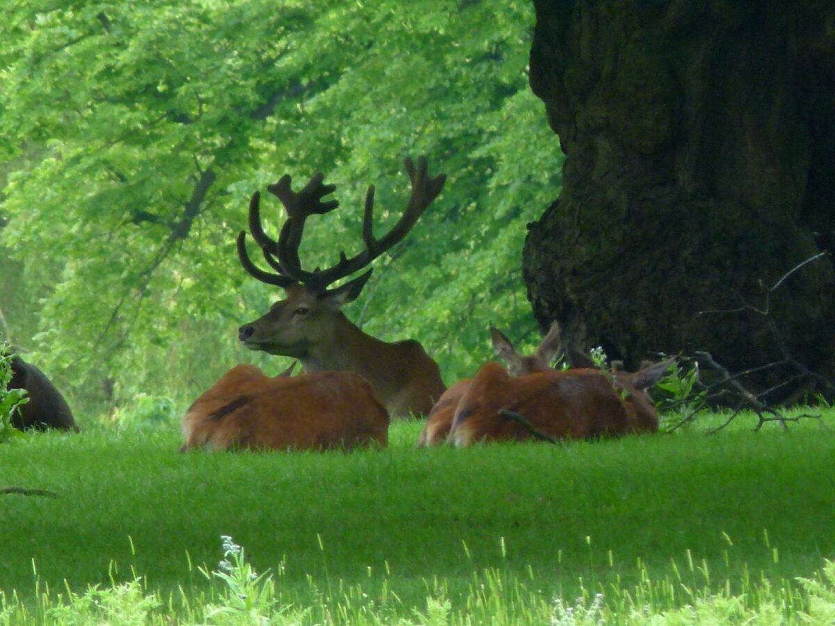 Calke Abbey large photo 3