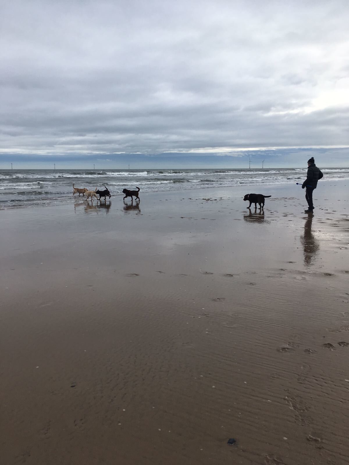 Dog walk beach near hot sale me