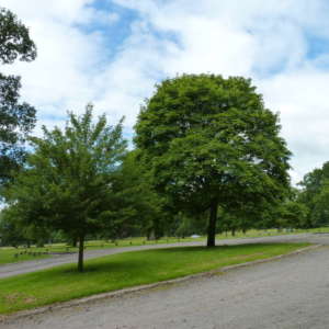 Camperdown Country Park