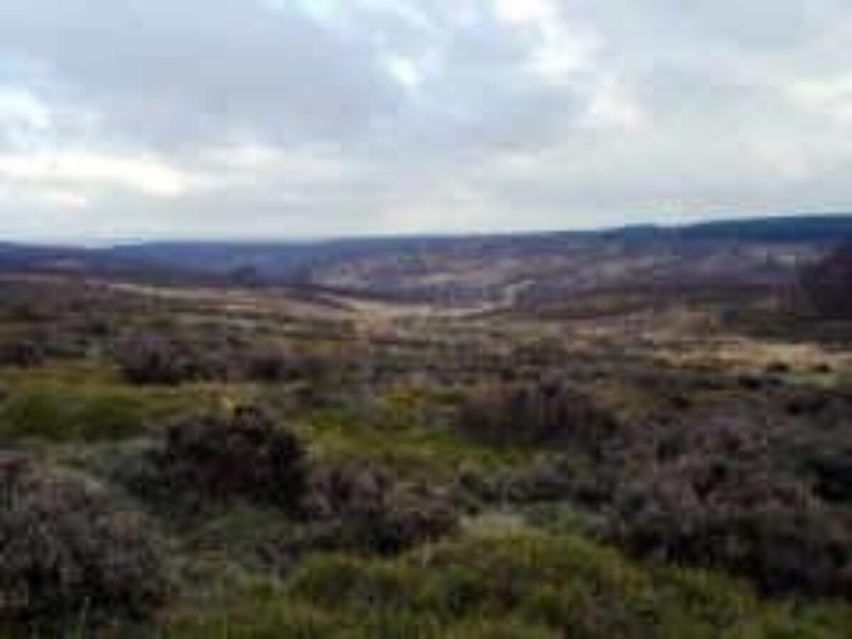 Cannock Chase large photo 3