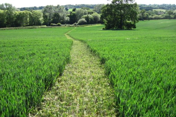 Carters Clay near Romseyphoto