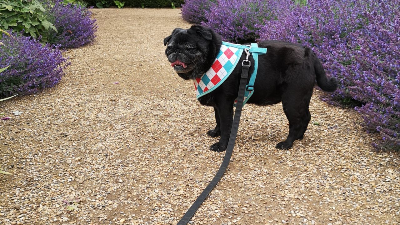 Dog walks in Northamptonshire · Walkiees