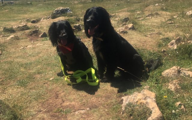 Cheddar Gorge Dog walk in Somerset