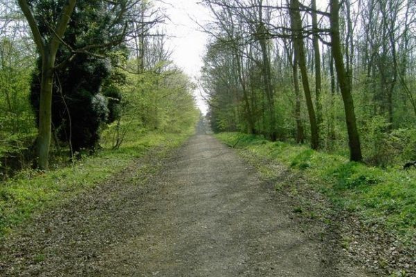 Chicksands Woodphoto