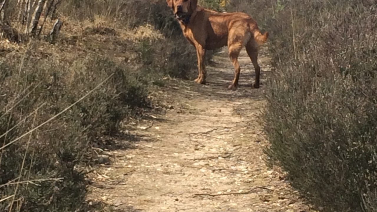 Dog walks in Surrey · Walkiees