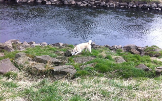 Chorlton To Sale Waterpark Dog walk in Lancashire