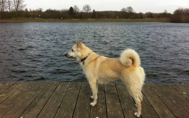 Chorlton To Sale Waterpark Dog walk in Lancashire