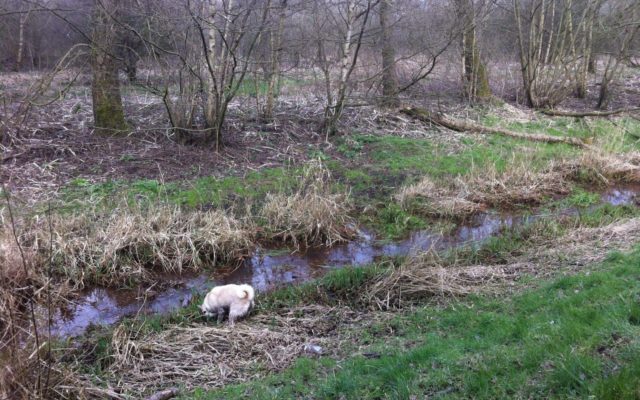Chorlton To Sale Waterpark Dog walk in Lancashire