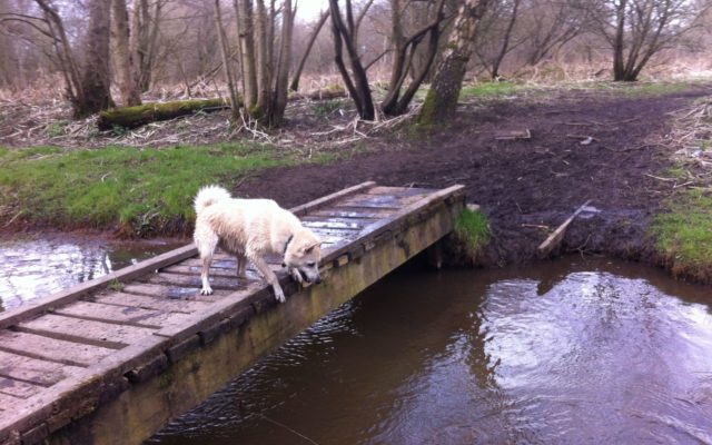 Chorlton To Sale Waterpark Dog walk in Lancashire