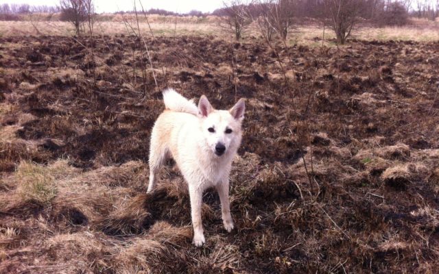 Chorlton To Sale Waterpark Dog walk in Lancashire