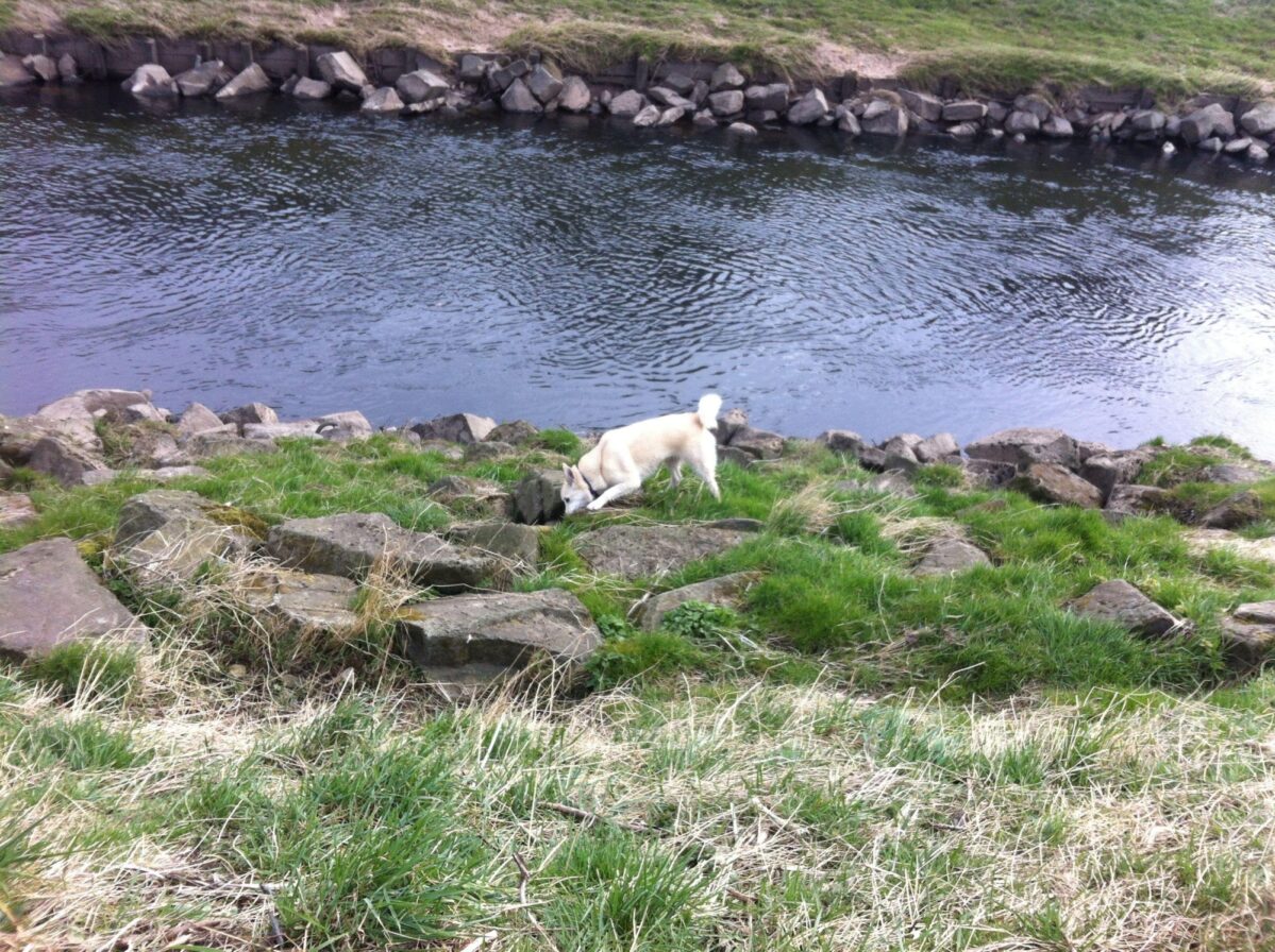 Dog walk at Chorlton To Sale Waterpark - Walkiees