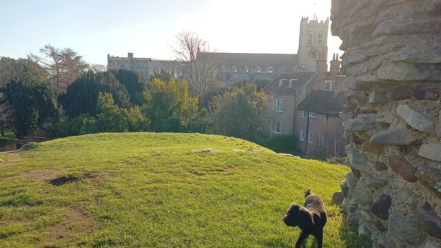 Dog walk at Christchurch