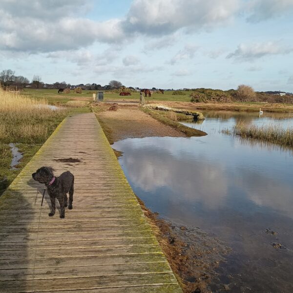 Christchurch photo 4