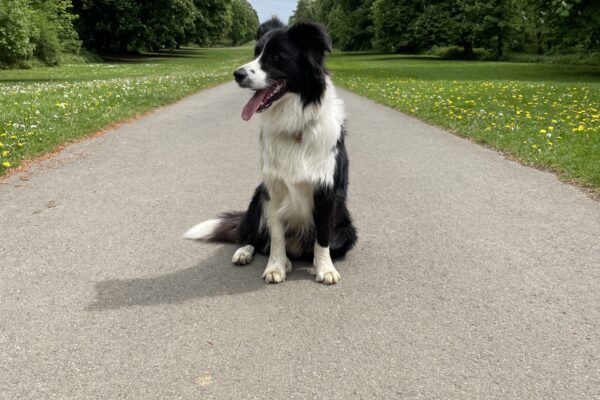 Cirencester Park Cecily Hill Gatesphoto