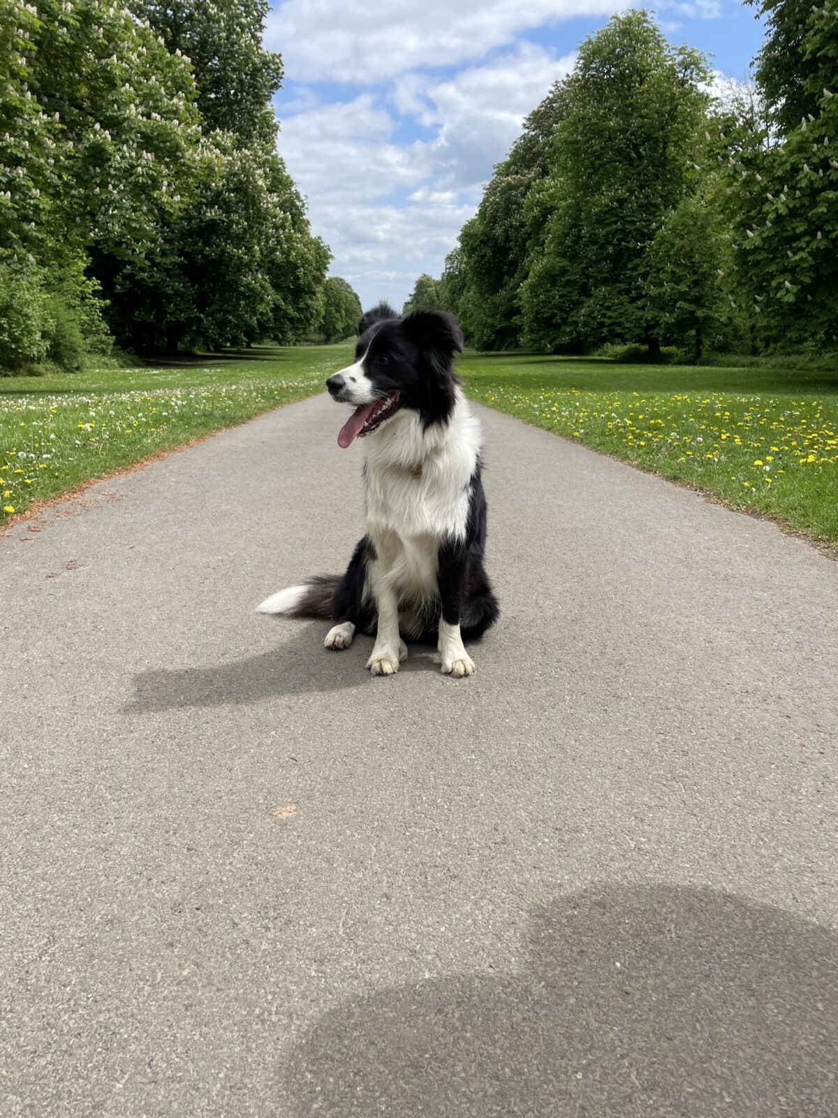 Cirencester Park Cecily Hill Gates large photo 1