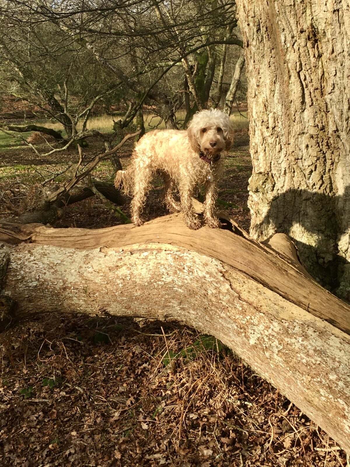 Clayhill (Lyndhurst) to Denny Wood, New Forest large photo 5