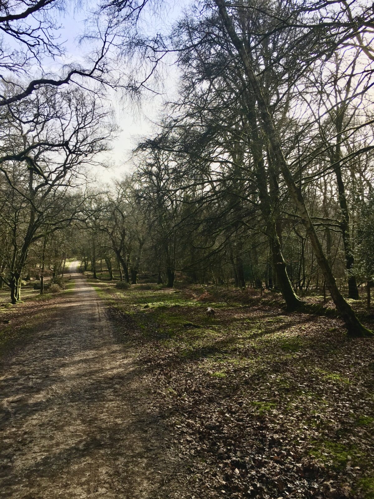 Clayhill (Lyndhurst) to Denny Wood, New Forest large photo 2