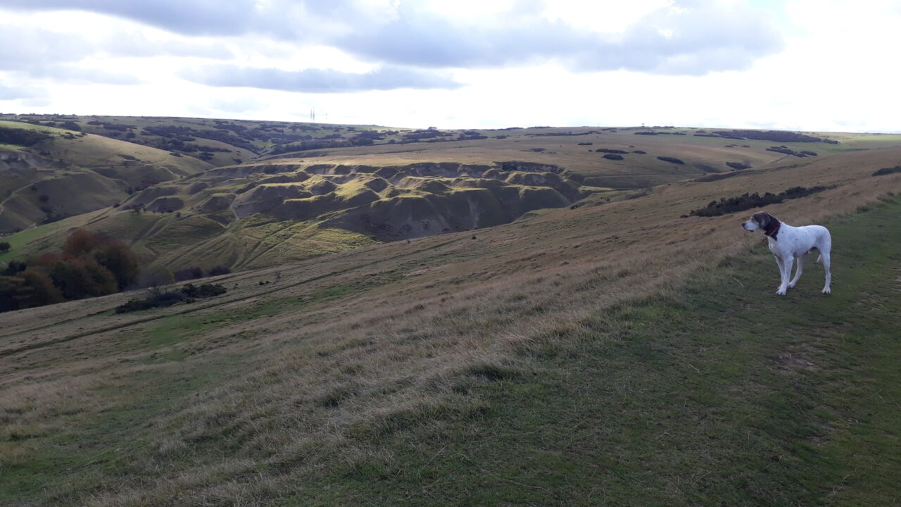 Dog walks in Gloucestershire · Walkiees