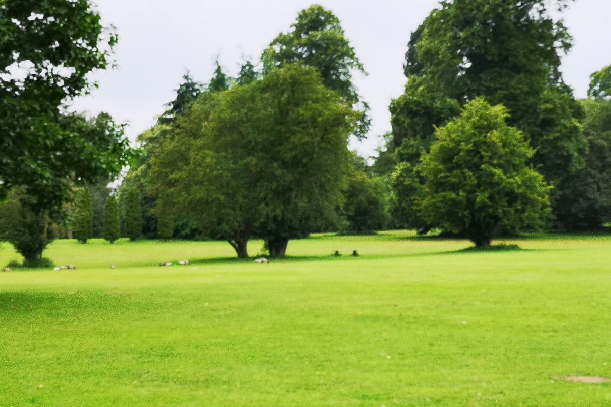 Dog walk at Clumber Park ·
