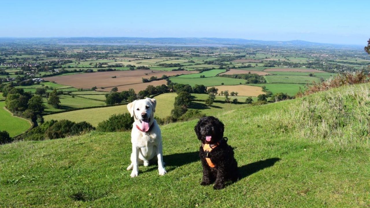Dog walks in Gloucestershire · Walkiees