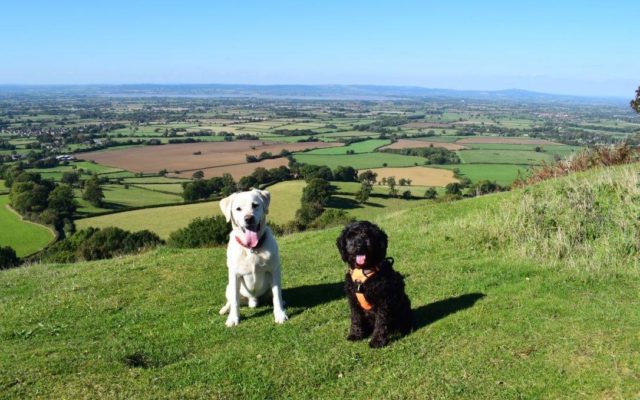 Coaley Peak Dog walk in Gloucestershire