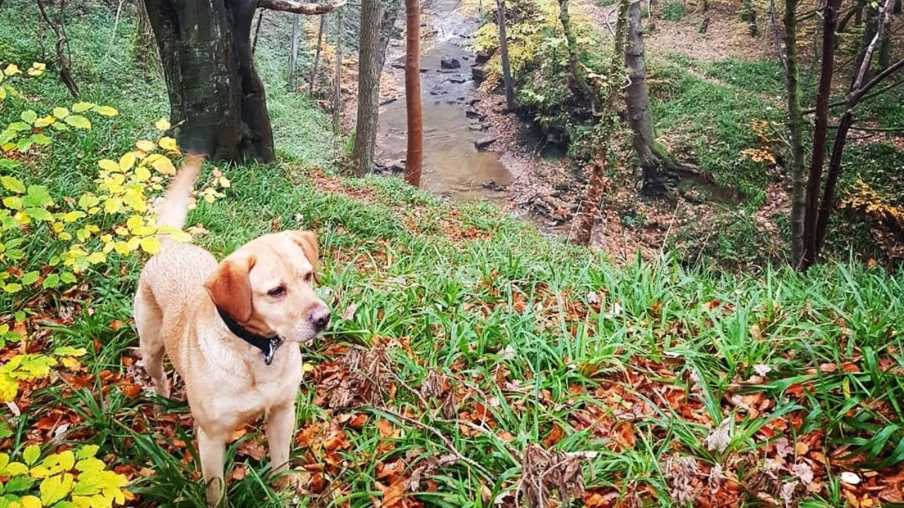 Dog walks in Durham · Walkiees