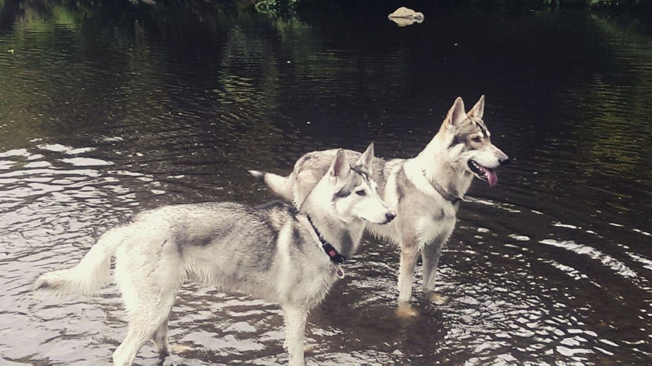 Dog walks in Yorkshire (North) · Walkiees