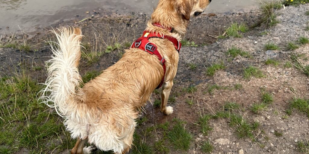Dog walk at Cotgrave Country Park · Nottinghamshire · Walkiees