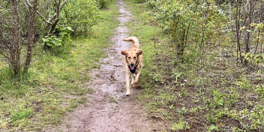 Dog walk at Cotgrave Country Park · Nottinghamshire · Walkiees