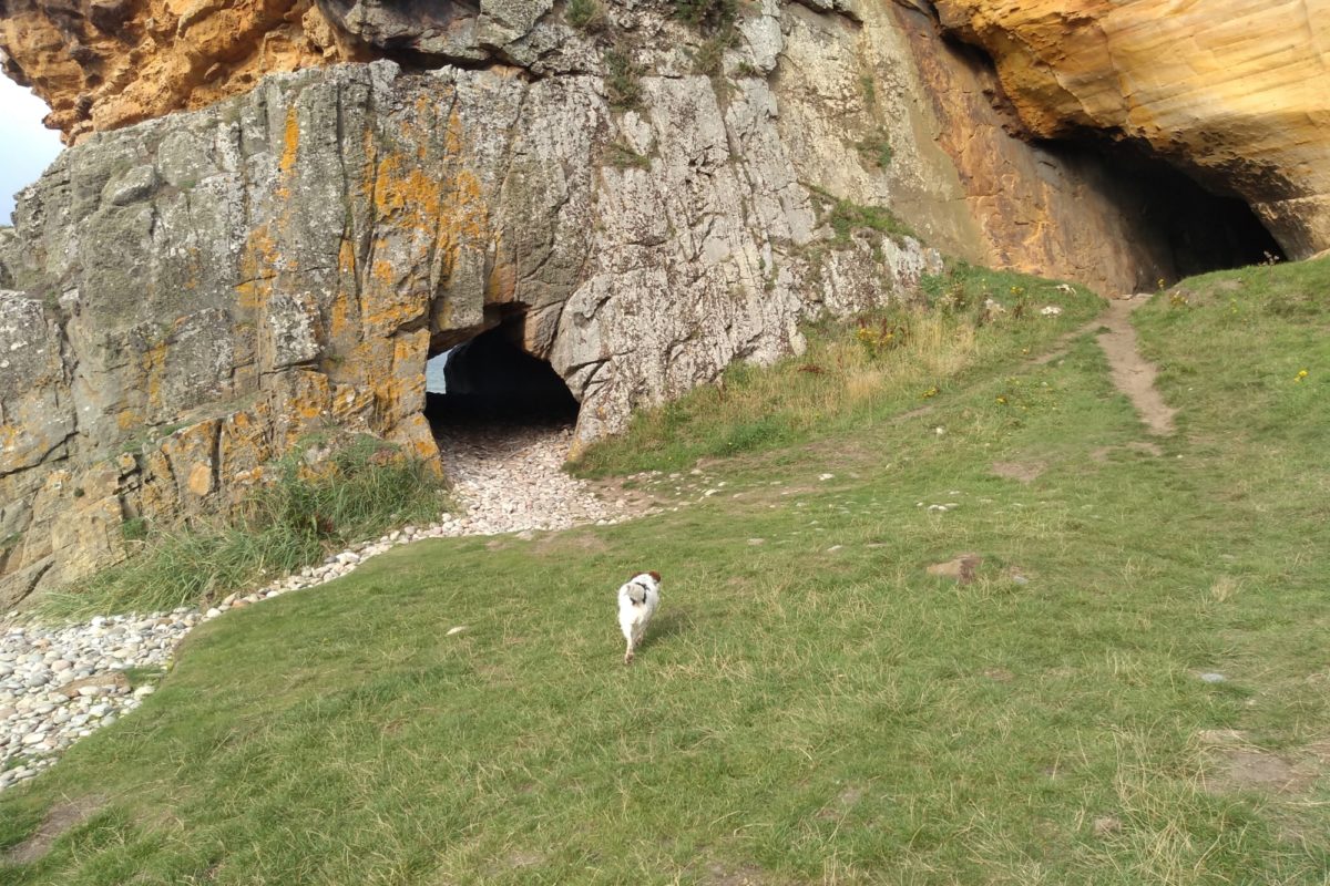 Dog walk at Covesea Caves · Moray · Walkiees