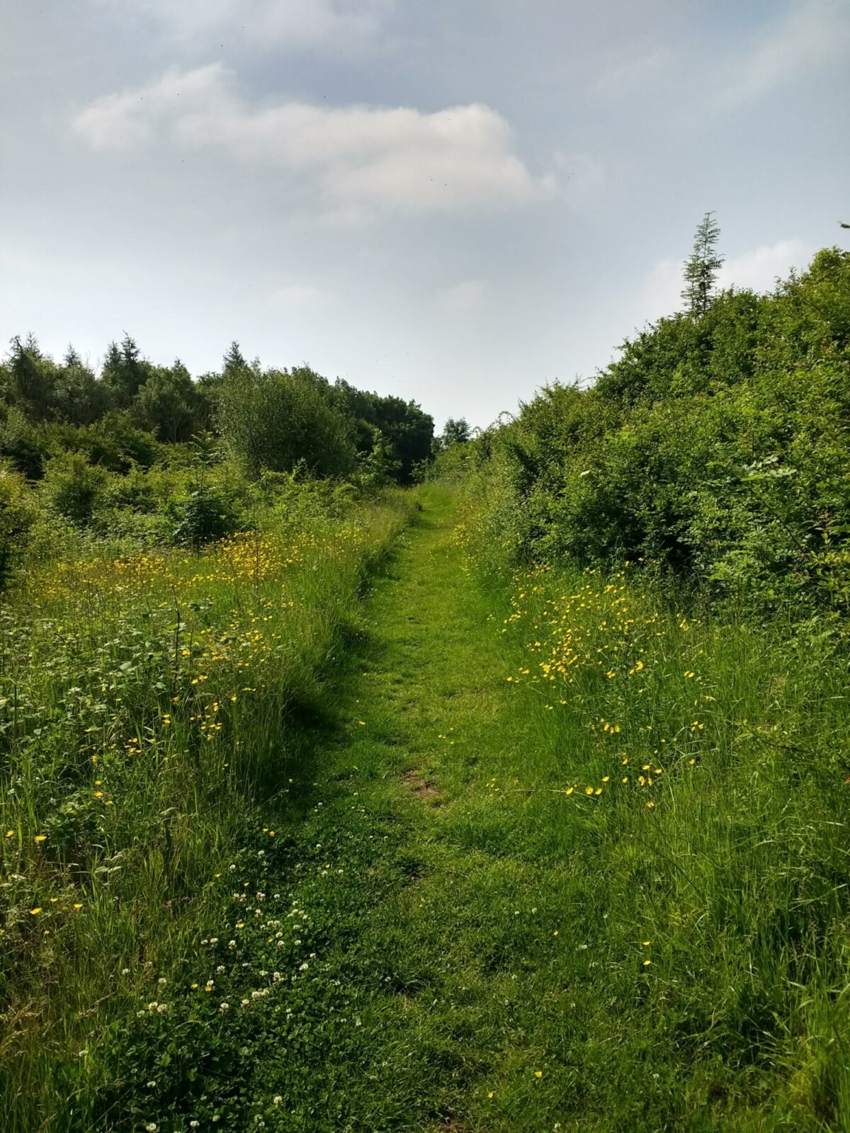 Cowpen Bewley Woodland Park large photo 1