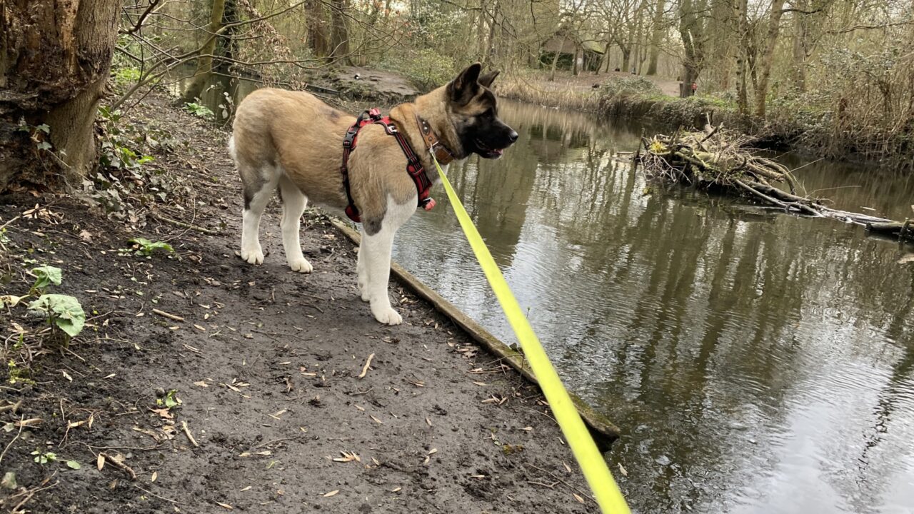 Dog walks in Surrey · Walkiees