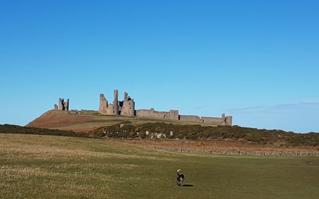 Craster to Dunstanburgh Castle Dog walk in Northumberland
