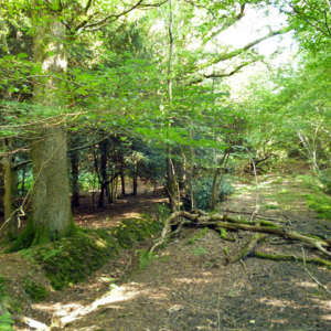 Creech Wood, near Anthill Common