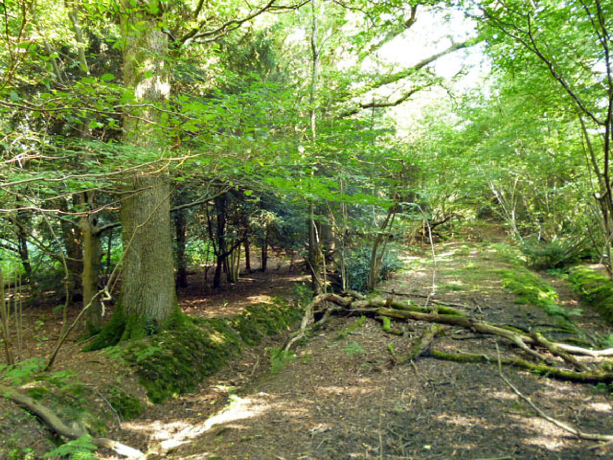 Creech Wood, near Anthill Common large photo 1