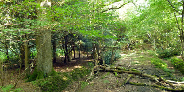 Creech Wood, near Anthill Common