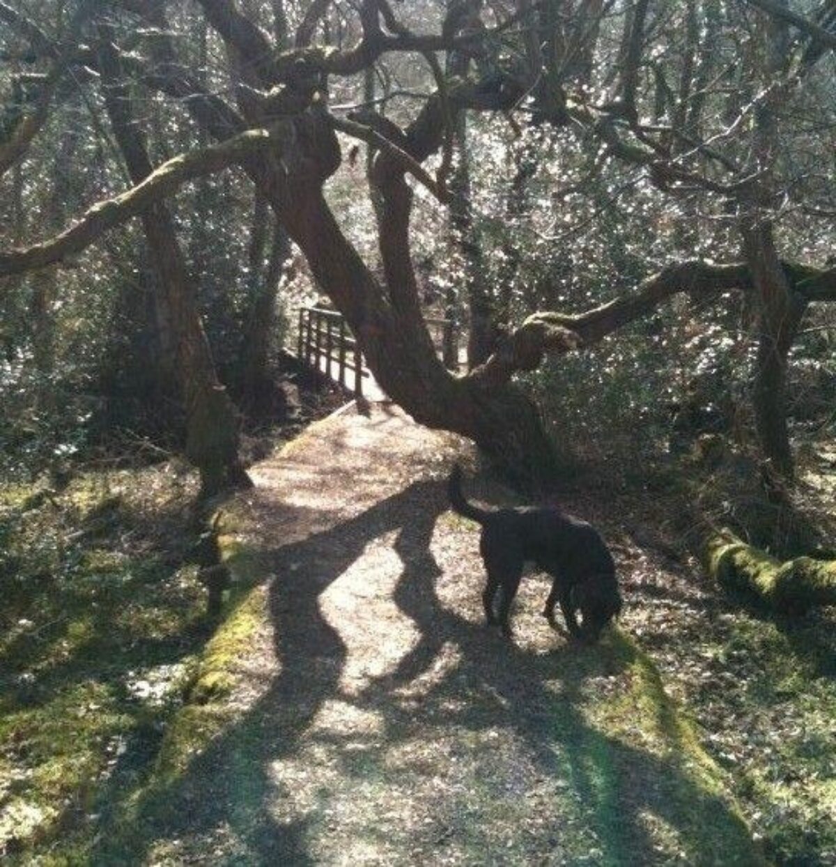 Culverley (New Forest) large photo 8