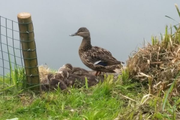 Cwmbran Boating Lakephoto