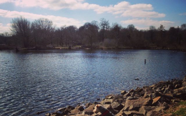 Daventry Country Park Dog walk in Northamptonshire