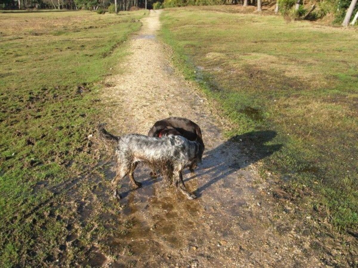 Deerleap (New Forest) large photo 1