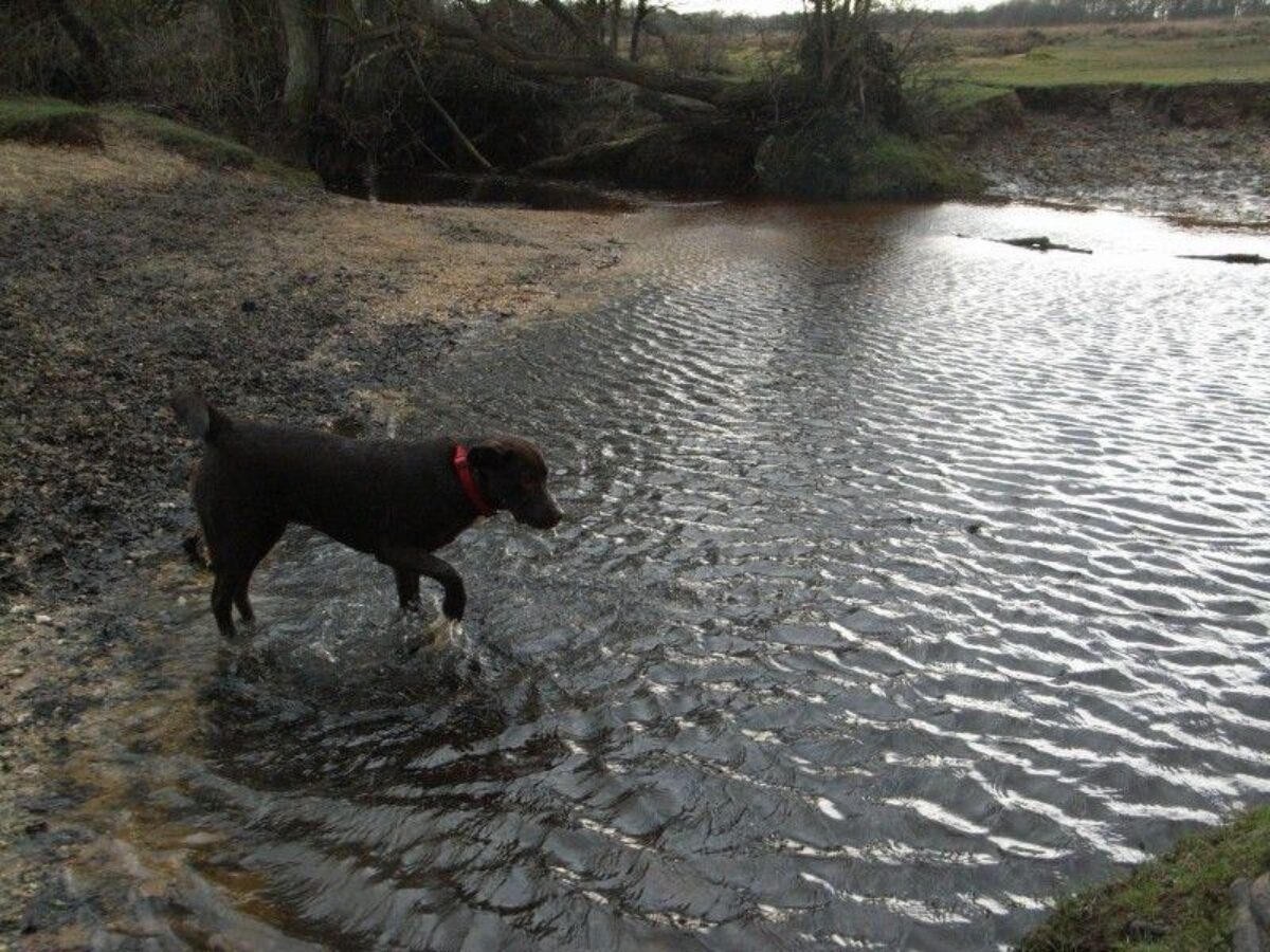 Deerleap (New Forest) large photo 3