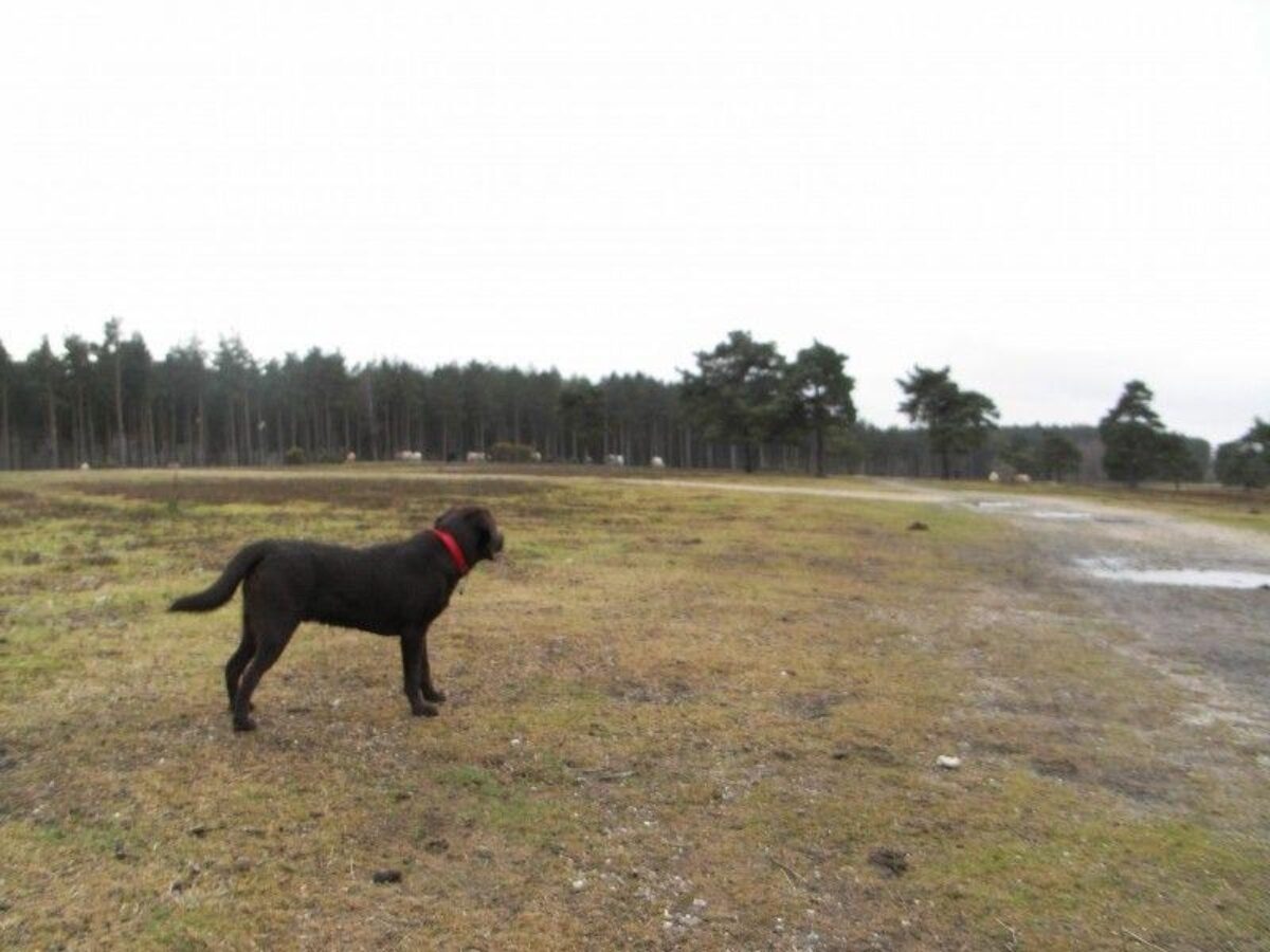 Deerleap (New Forest) large photo 6