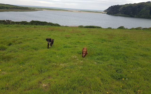 Degibna Dog walk in Cornwall