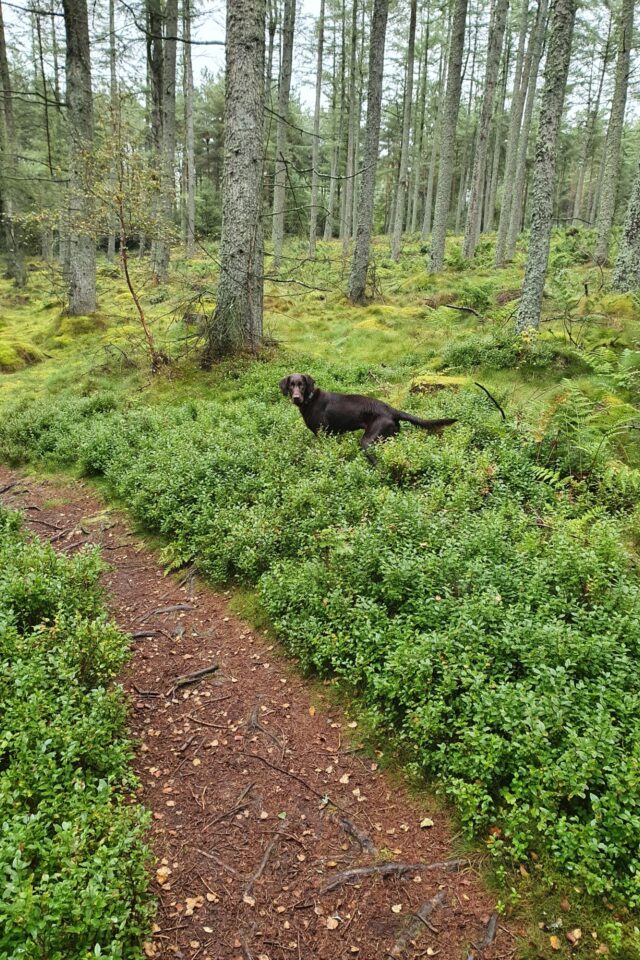 Dog walk at Delgaty Wood · Aberdeenshire · Walkiees