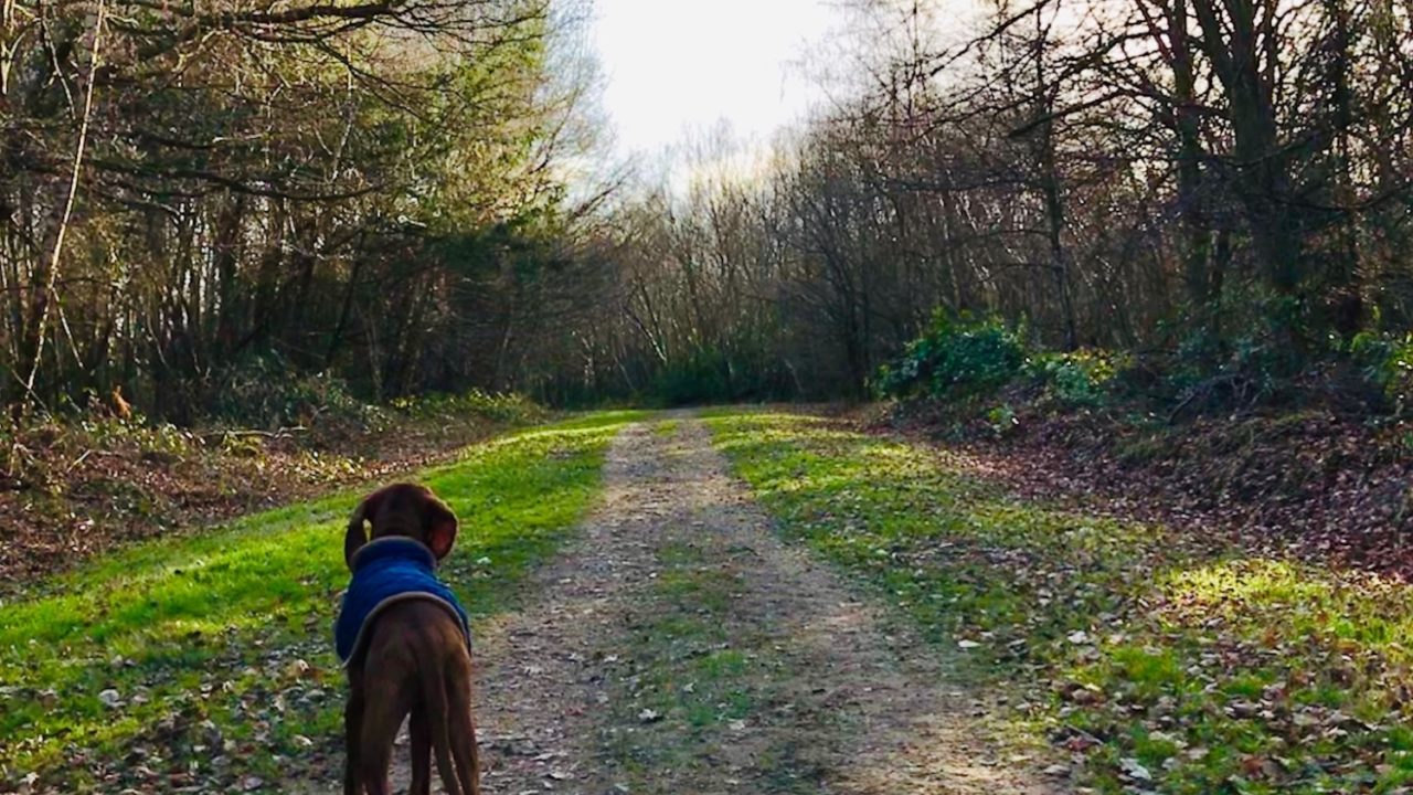 Dog walks in Kent · Walkiees