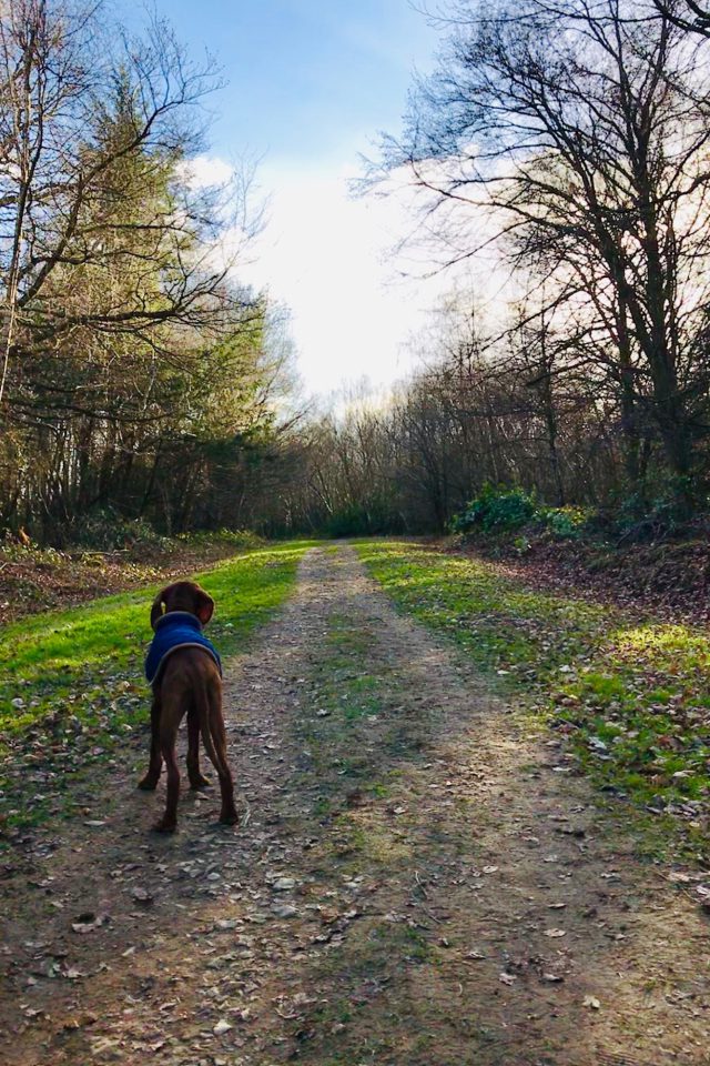 Dog walk at Dene Park · Kent · Walkiees