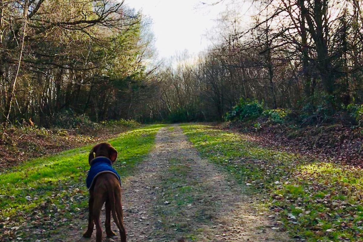 Dog walk at Dene Park · Kent · Walkiees